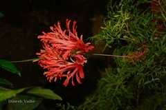 Hibiscus schizopetalus